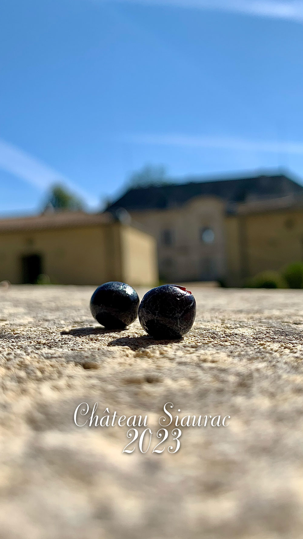 les vendanges 2023 se sont bien déroulées au Château Siaurac à Néac en appellation Lalande de Pomerol