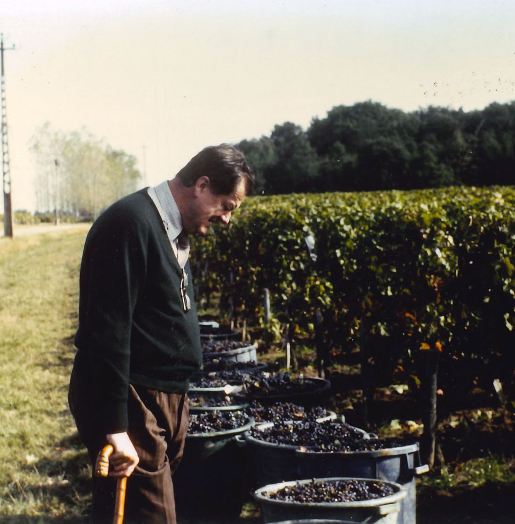 Baron Olivier Guichard dans ses vignes pendant les vendanges