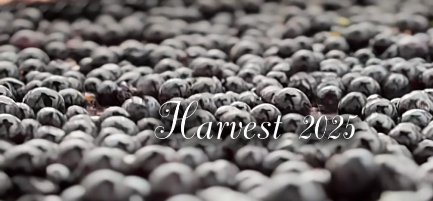 Harvest 2025 Château Siaurac