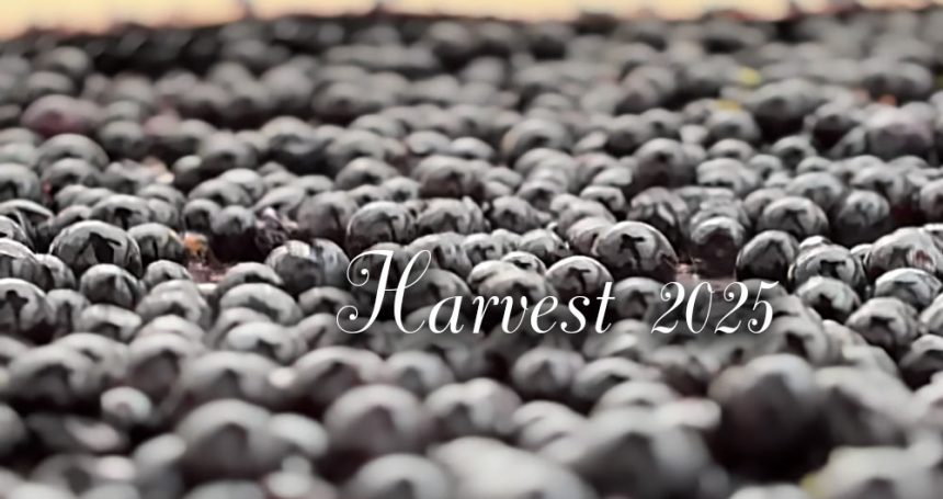 Harvest 2025 Château Siaurac