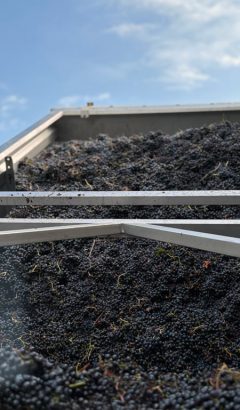vendanges-2025-lalande-de-pomerol-chateau-siaurac-neac-credit-photo-pierre-rebaud
