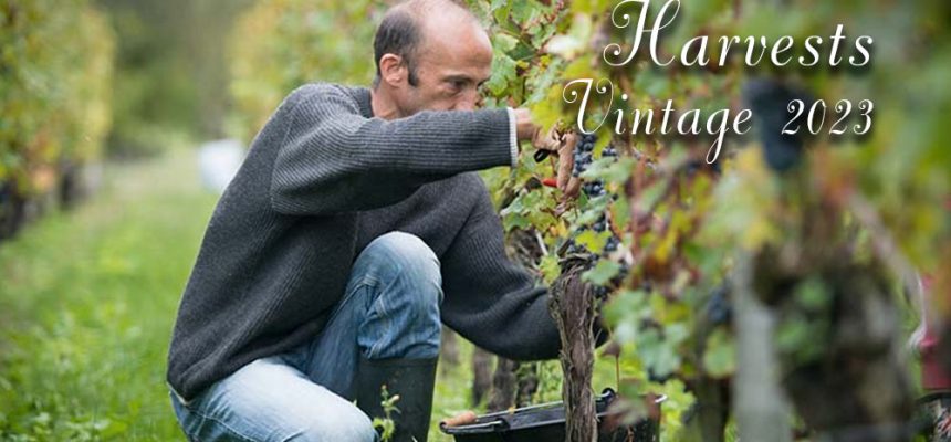 Harvests 2023 - Lalande de Pomerol - Château Siaurac