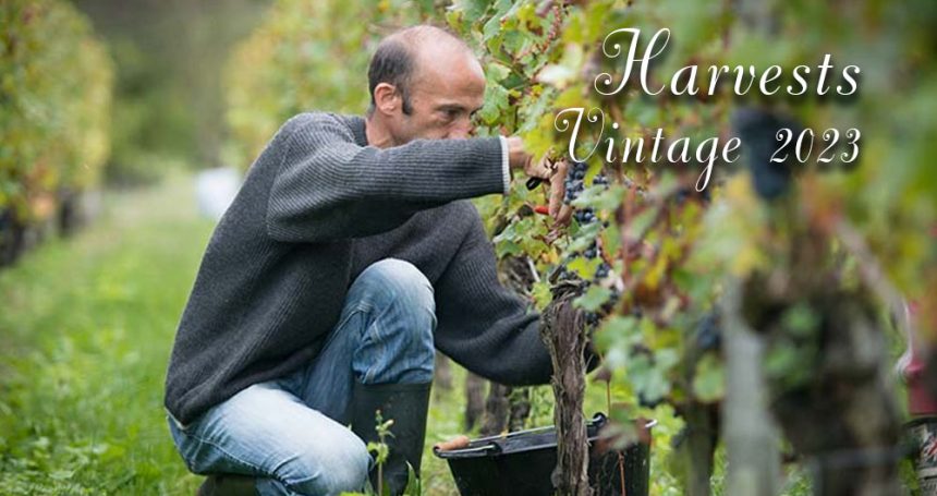 Harvests 2023 - Lalande de Pomerol - Château Siaurac